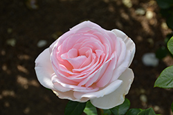 Francis Meilland Rose (Rosa 'Meitroni') at GardenWorks