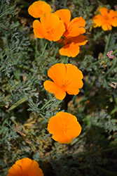 California Poppy (Eschscholzia californica) at GardenWorks