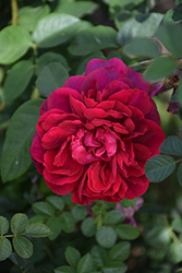 The Dark Lady Rose (Rosa 'The Dark Lady') at GardenWorks