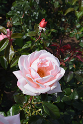 New Zealand Rose (Rosa 'MACgenev') at GardenWorks