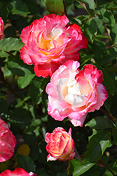 Double Delight Rose (Rosa 'Double Delight') at GardenWorks