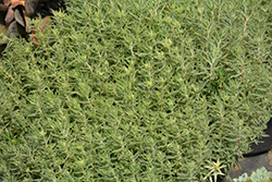 Variegated Carpet Sedum (Sedum lineare 'Variegatum') at GardenWorks