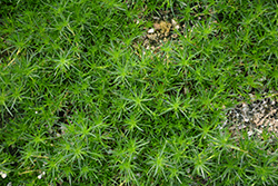 Irish Moss (Sagina subulata) at GardenWorks