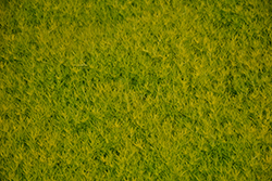 Scotch Moss (Sagina subulata 'Aurea') at GardenWorks