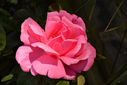Perfume Delight Rose (Rosa 'Perfume Delight') at GardenWorks
