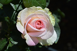 Falling In Love Rose (Rosa 'WEKmoomar') at GardenWorks