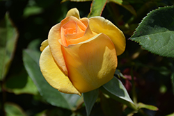 Gold Medal Rose (Rosa 'AROyqueli') at GardenWorks