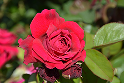 Tess Of The D'Urbervilles Rose (Rosa 'Tess Of The D'Urbervilles') at GardenWorks