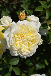 The Pilgrim Rose (Rosa 'The Pilgrim') at GardenWorks