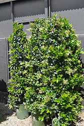 Texanum Japanese Privet (Ligustrum japonicum 'Texanum') at GardenWorks
