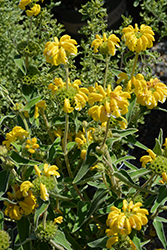 Jerusalem Sage (Phlomis fruticosa) at GardenWorks