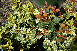 Variegated False Holly (Osmanthus heterophyllus 'Goshiki') at GardenWorks