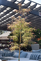 Koto No Ito Japanese Maple (Acer palmatum 'Koto No Ito') at GardenWorks