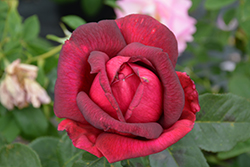 Oklahoma Rose (Rosa 'Oklahoma') at GardenWorks
