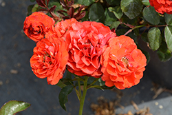 Trumpeter Rose (Rosa 'Mactru') at GardenWorks