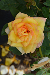 Gold Medal Rose (Rosa 'AROyqueli') at GardenWorks