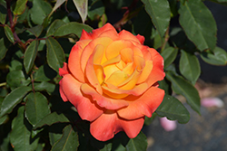 Rio Samba Rose (Rosa 'Rio Samba') at GardenWorks