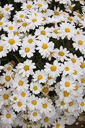 Madeira White Marguerite Daisy (Argyranthemum frutescens 'Bonmadwitim') at GardenWorks