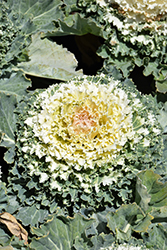 Osaka White Ornamental Cabbage (Brassica oleracea 'Osaka White') at GardenWorks