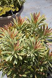 Ascot Rainbow Variegated Spurge (Euphorbia 'Ascot Rainbow') at GardenWorks