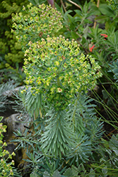 Wulfenii Mediterranean Spurge (Euphorbia characias ssp. wulfenii) at GardenWorks