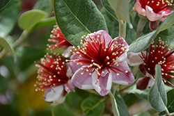 Pineapple Guava (Acca sellowiana) at GardenWorks