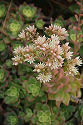 Kiwi Aeonium (Aeonium 'Kiwi') at GardenWorks