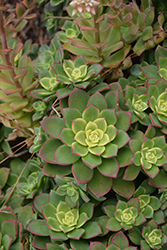 Kiwi Aeonium (Aeonium 'Kiwi') at GardenWorks