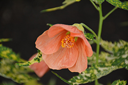 Variegated Flowering Maple (Abutilon pictum 'Thompsonii') at GardenWorks