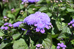 Aloha Blue Flossflower (Ageratum 'Aloha Blue') at GardenWorks