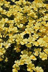 Sunsatia Lemon Nemesia (Nemesia 'Sunsatia Lemon') at GardenWorks