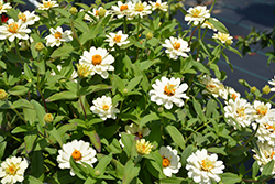Profusion Double White Zinnia (Zinnia 'Profusion Double White') at GardenWorks