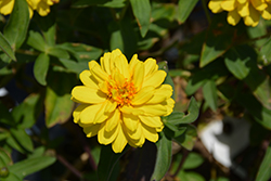 Profusion Double Yellow Zinnia (Zinnia 'Profusion Double Yellow') at GardenWorks