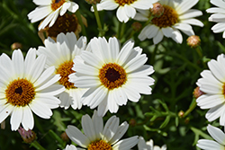 Madeira White Marguerite Daisy (Argyranthemum frutescens 'Bonmadwitim') at GardenWorks