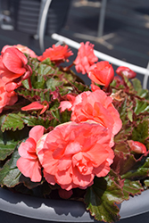 Double Delight Blush Rose Begonia (Begonia 'Kerbespiros') at GardenWorks