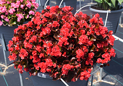 Double Up Red Begonia (Begonia 'LEGDBLRED') at GardenWorks