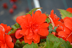 Nonstop Joy Orange Begonia (Begonia 'Nonstop Joy Orange') at GardenWorks