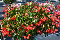 Dragon Wing Red Begonia (Begonia 'Dragon Wing Red') at GardenWorks