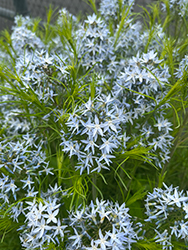 String Theory Blue Star (Amsonia 'String Theory') at GardenWorks