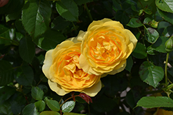 Julia Child Rose (Rosa 'WEKvosstuno') at GardenWorks