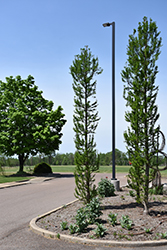 Peve Minaret Baldcypress (Taxodium distichum 'Peve Minaret') at GardenWorks