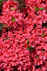 Johanna Azalea (Rhododendron 'Johanna') at GardenWorks