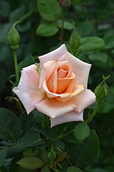 Sunset Celebration Rose (Rosa 'Sunset Celebration') at GardenWorks