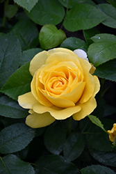 Happy Go Lucky Rose (Rosa 'WEKsirjuci') at GardenWorks