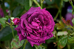 Twilight Zone Rose (Rosa 'WEKebtidere') at GardenWorks