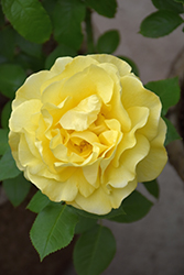 Happy Go Lucky Rose (Rosa 'WEKsirjuci') at GardenWorks