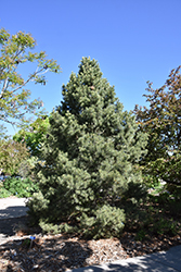 Pinyon Pine (Pinus edulis) at GardenWorks