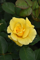 Midas Touch Rose (Rosa 'Midas Touch') at GardenWorks
