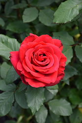 Olympiad Rose (Rosa 'Olympiad') at GardenWorks