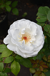 Sugar Moon Rose (Rosa 'WEKmemolo') at GardenWorks